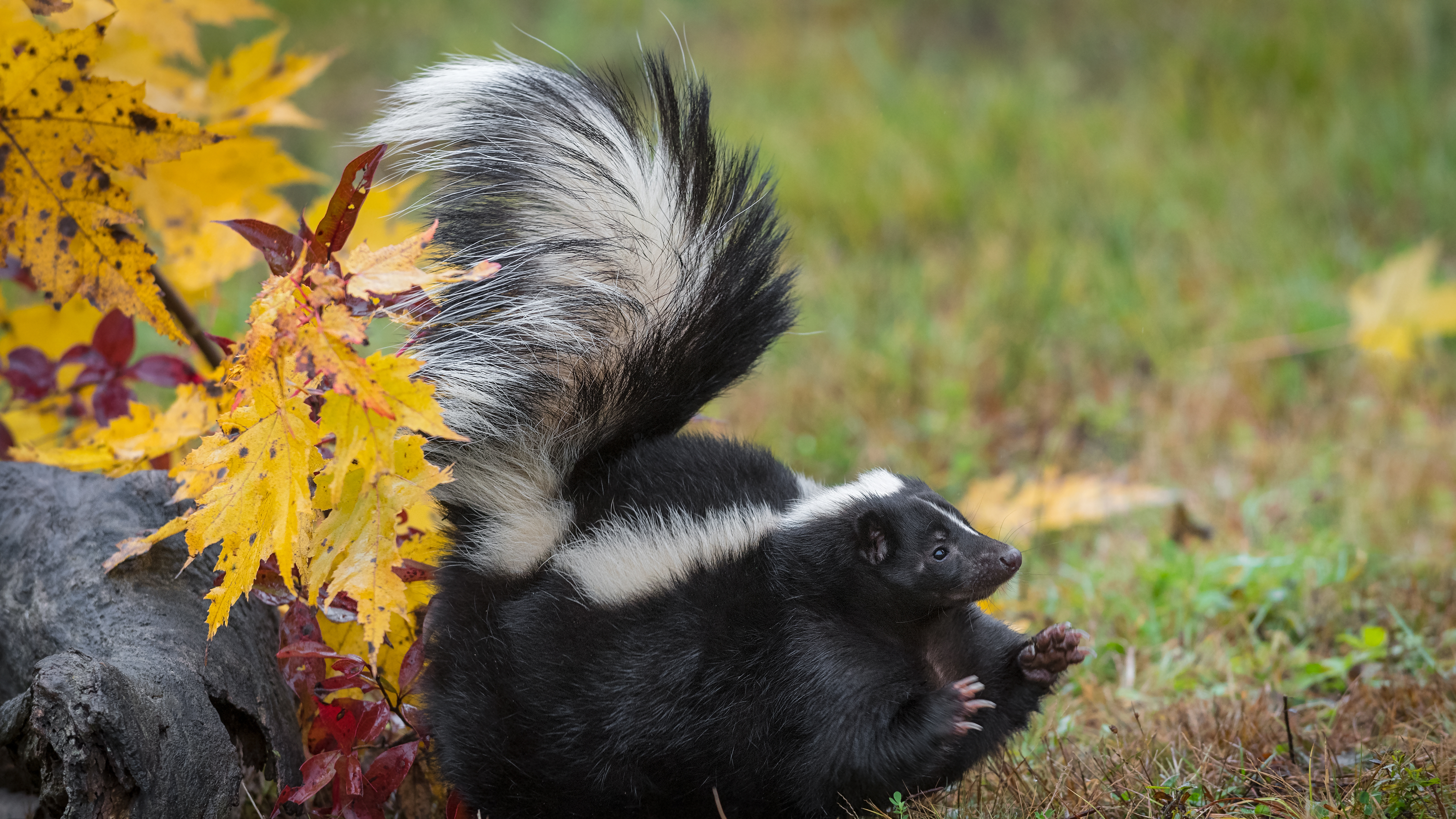 How Do You Get Rid Of Skunk Smell